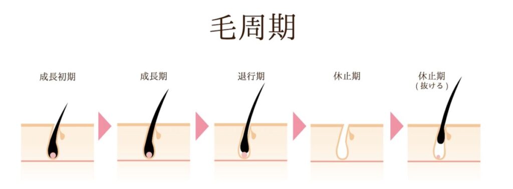 毛周期の図解